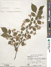 Styrax japonicus image