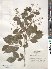 Styrax japonicus image