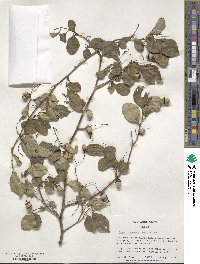 Styrax japonicus image