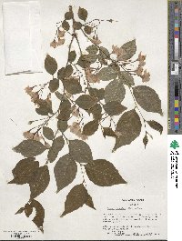 Styrax japonicus image