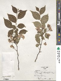 Styrax japonicus image