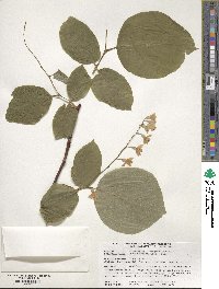 Styrax obassia image