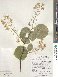 Styrax obassia image