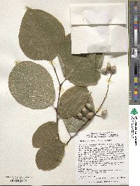 Styrax obassia image