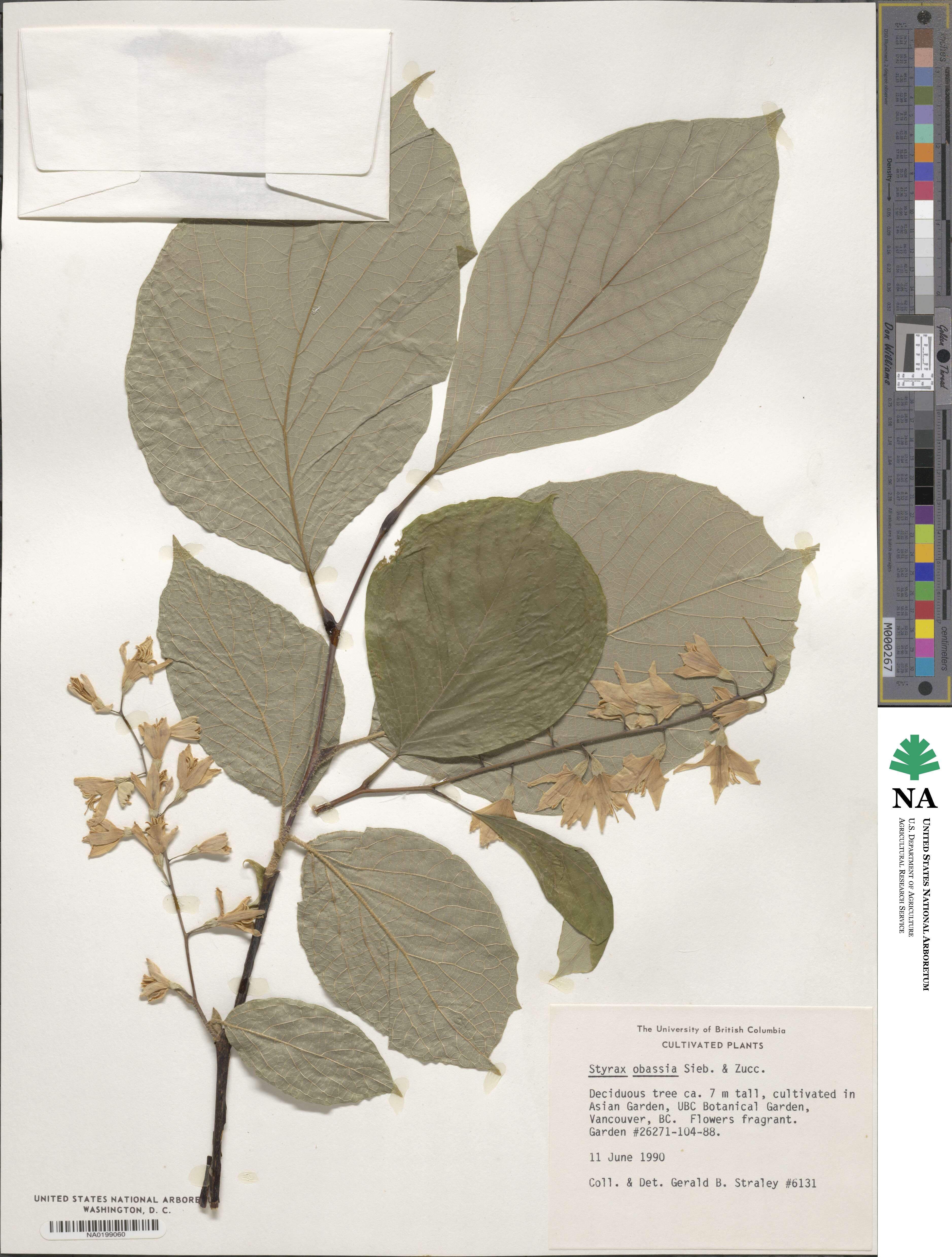 Styrax obassia image