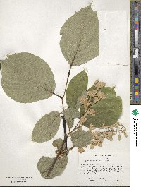 Styrax obassia image