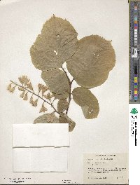 Styrax obassia image