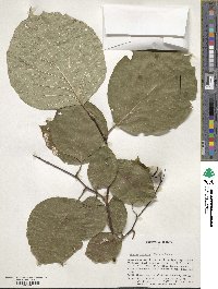 Styrax obassia image