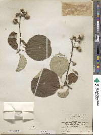 Styrax obassia image