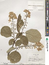 Styrax obassia image