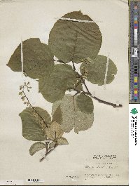 Styrax obassia image