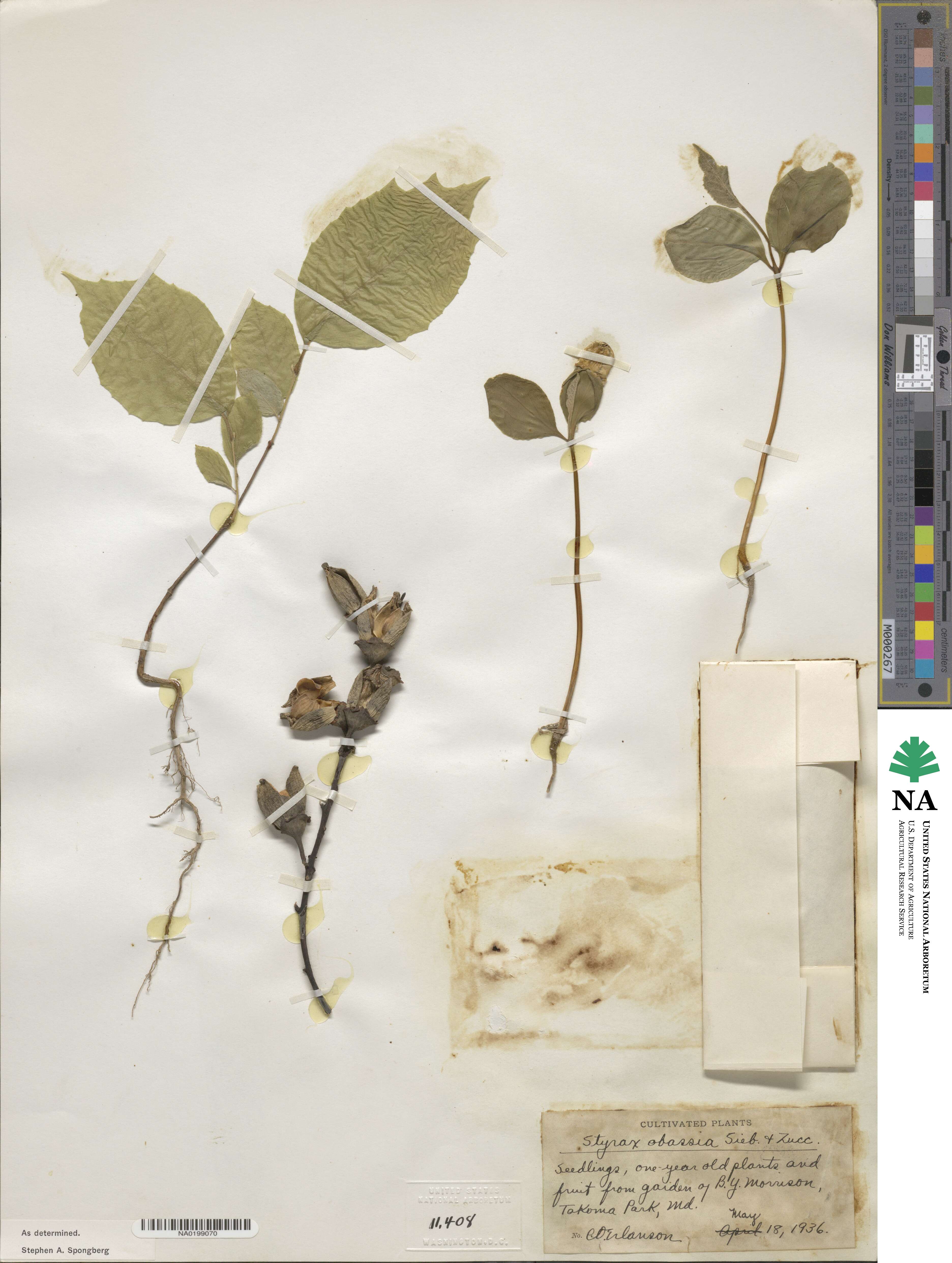 Styrax obassia image