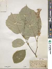 Styrax obassia image