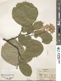 Styrax obassia image