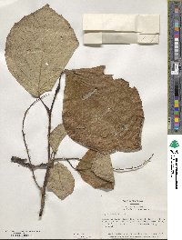 Styrax obassia image