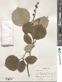 Styrax obassia image