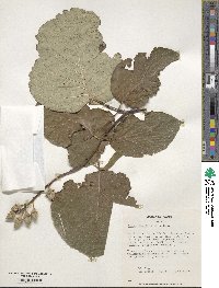 Styrax obassia image