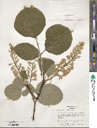 Styrax obassia image