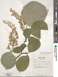 Styrax obassia image