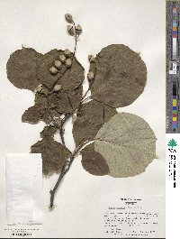 Styrax obassia image