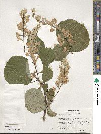 Styrax obassia image