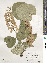 Styrax obassia image