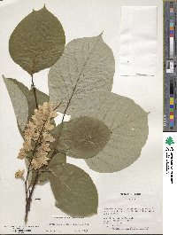 Styrax obassia image