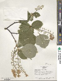 Styrax obassia image