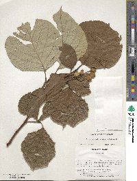 Styrax obassia image