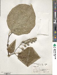 Styrax obassia image