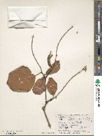 Styrax obassia image