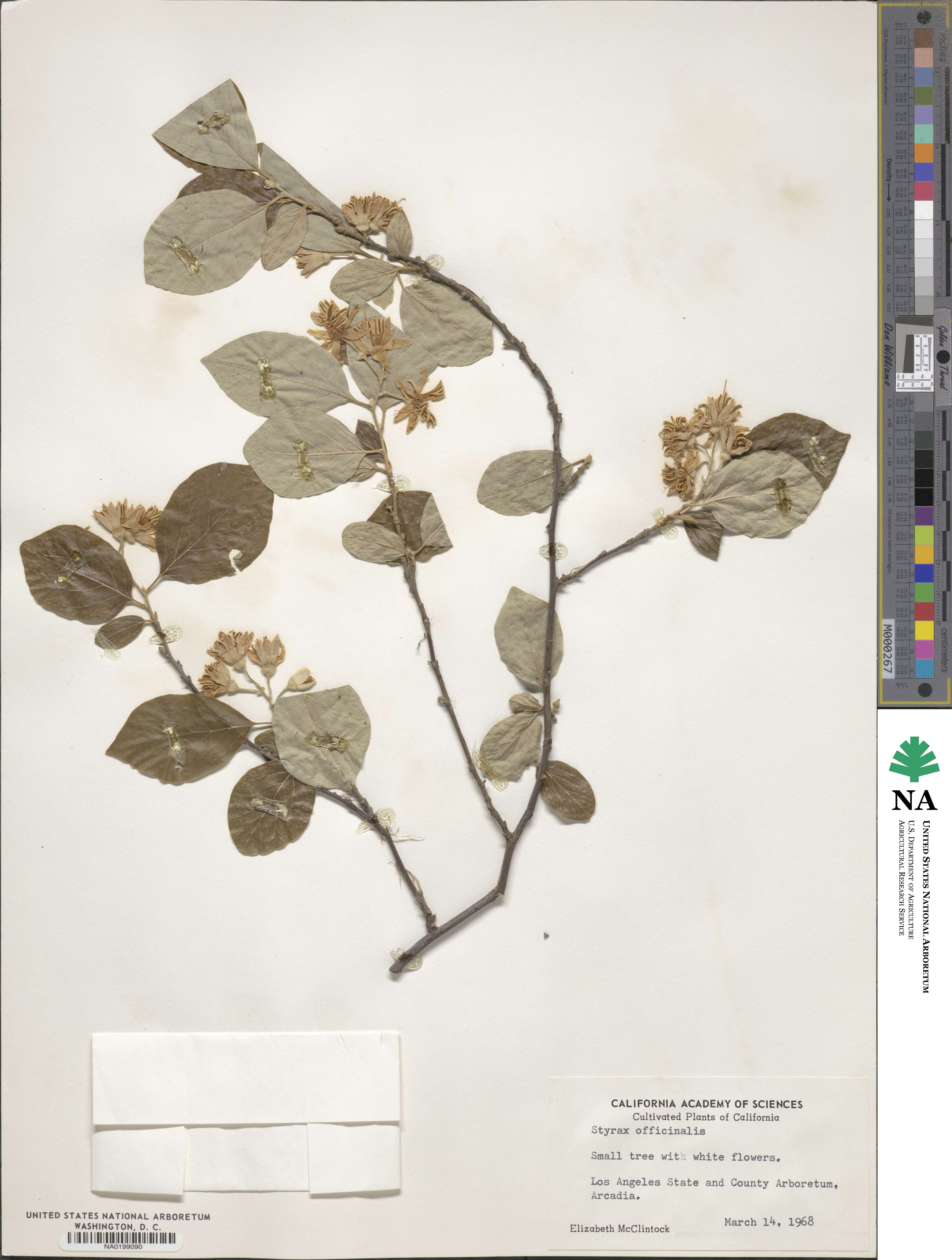 Styrax officinalis image