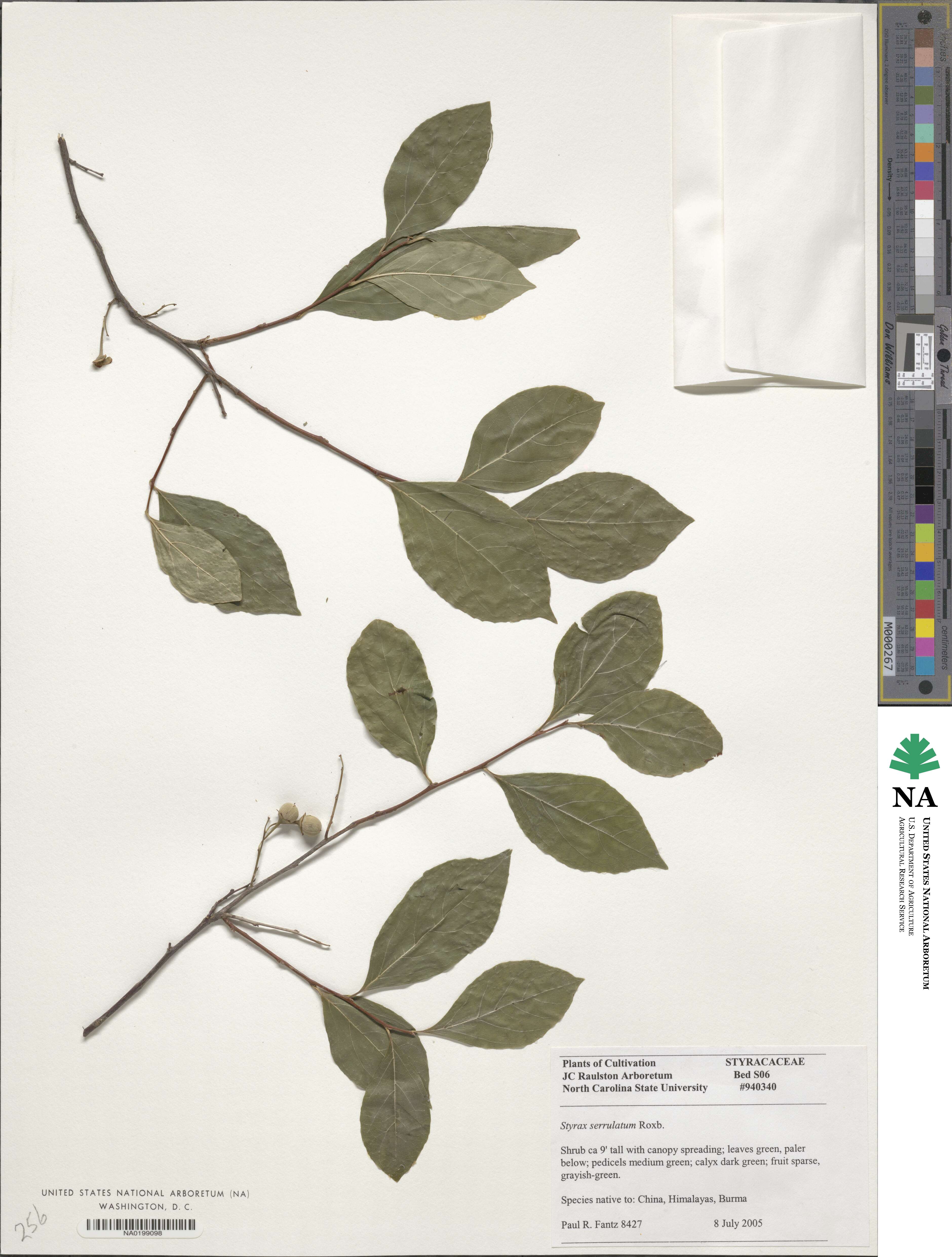 Styrax serrulata image