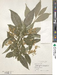Styrax serrulata image