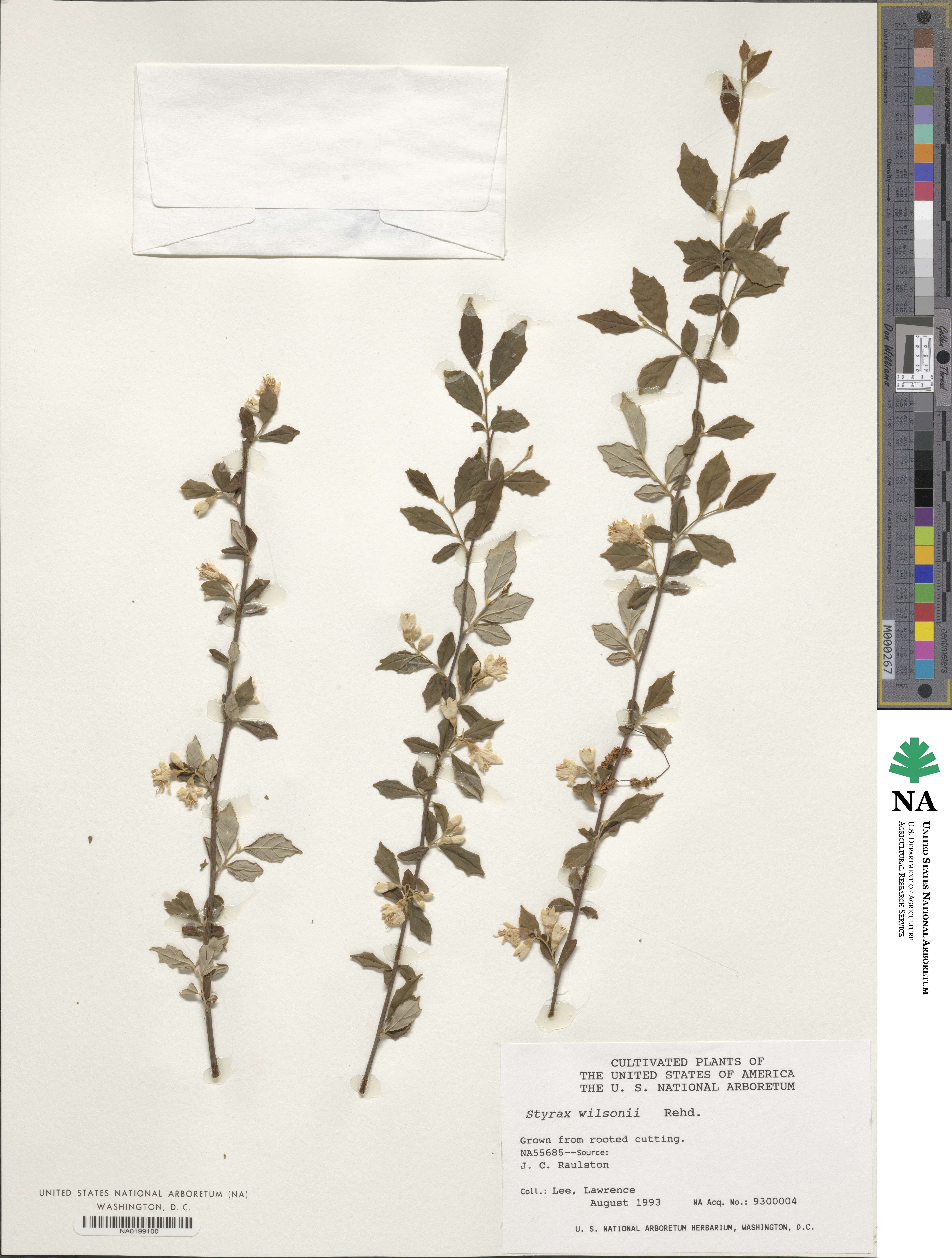 Styrax wilsonii image