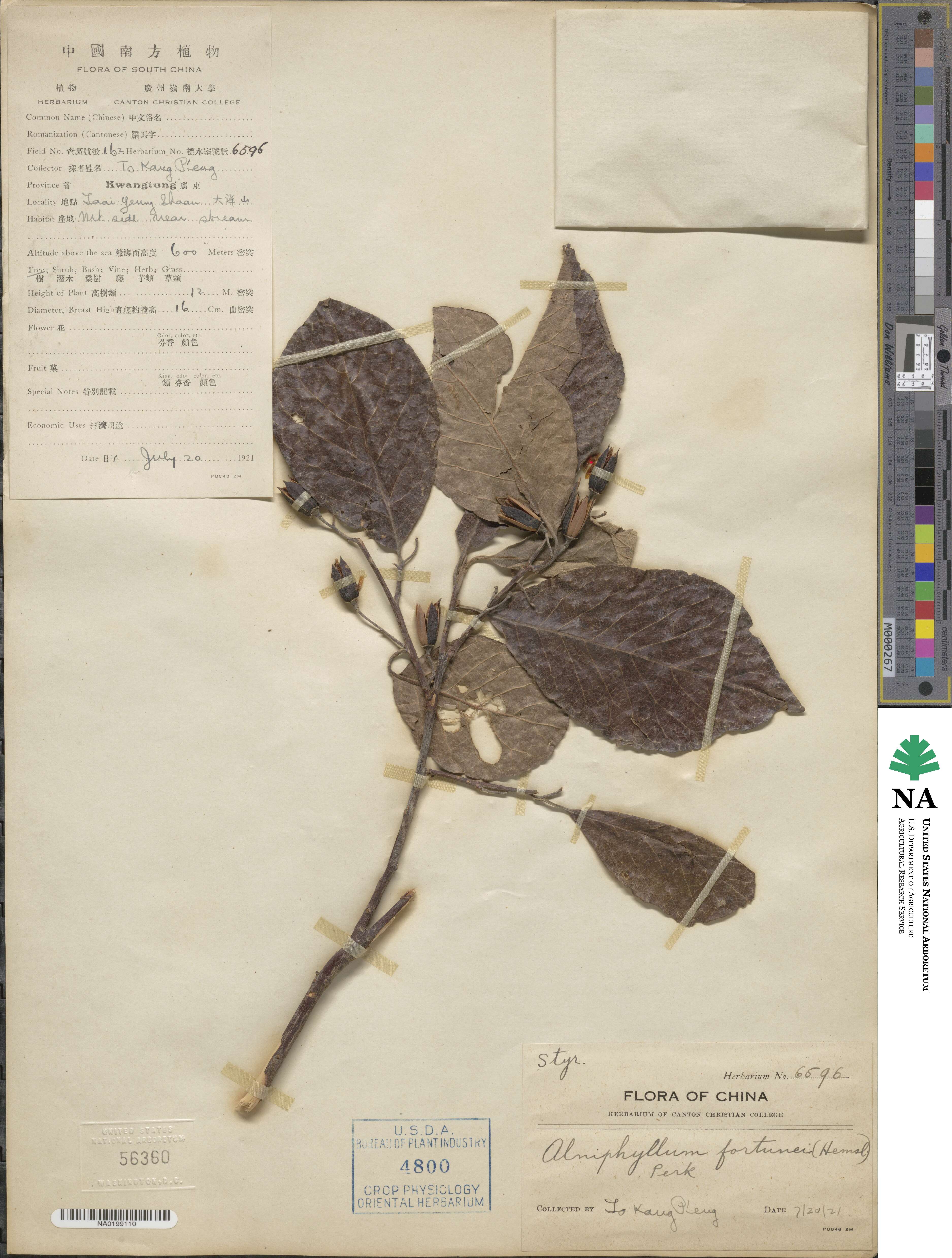 Alniphyllum fortunei image