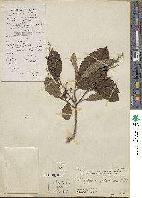 Alniphyllum fortunei image