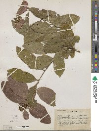 Image of Diclidanthera laurifolia