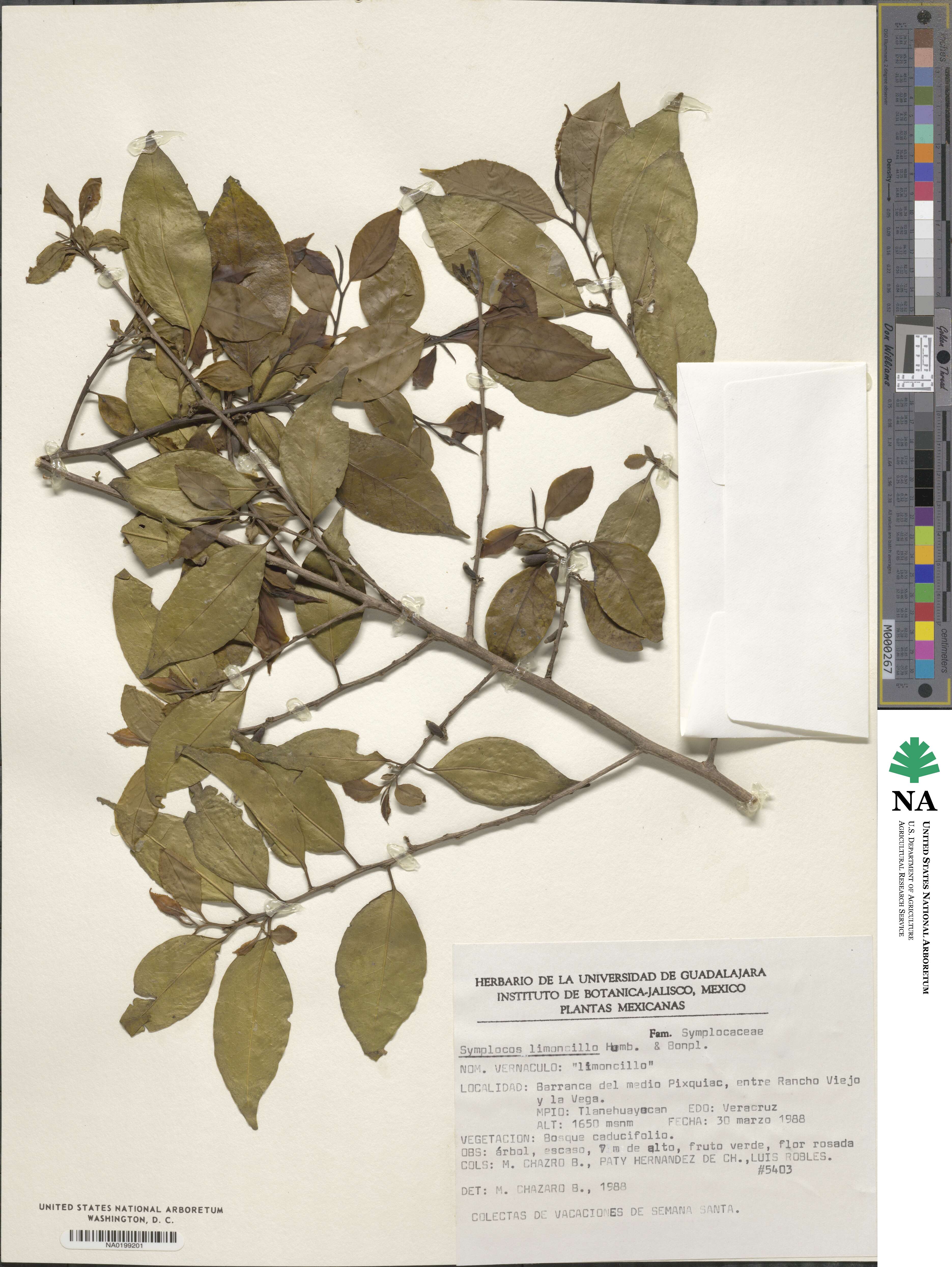 Symplocos limoncillo image