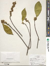 Symplocos tinctoria image