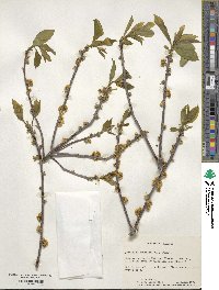 Symplocos tinctoria image