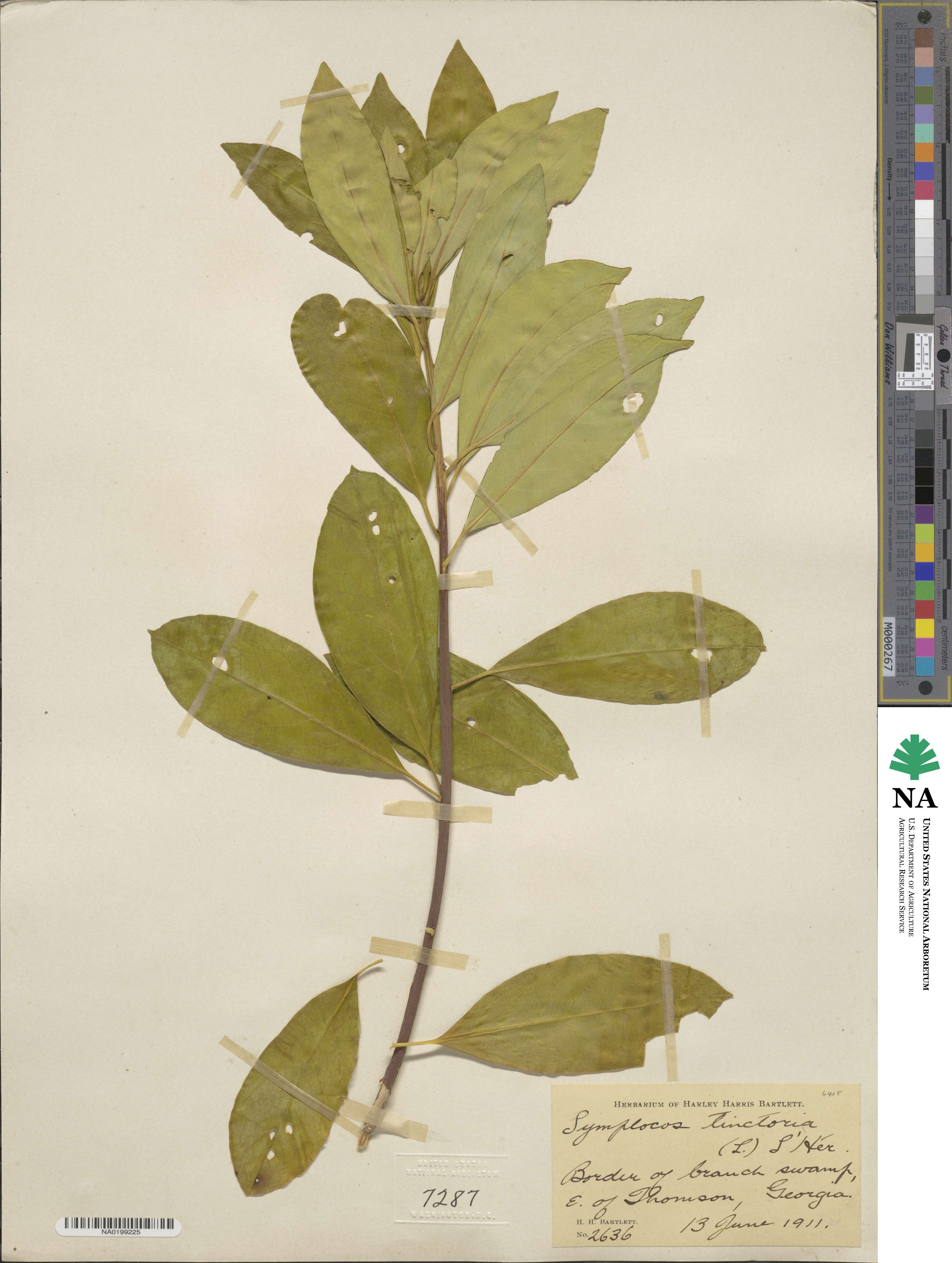 Symplocos tinctoria image