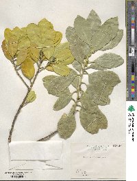 Symplocos theifolia image