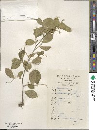 Symplocos paniculata image