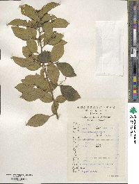 Symplocos paniculata image