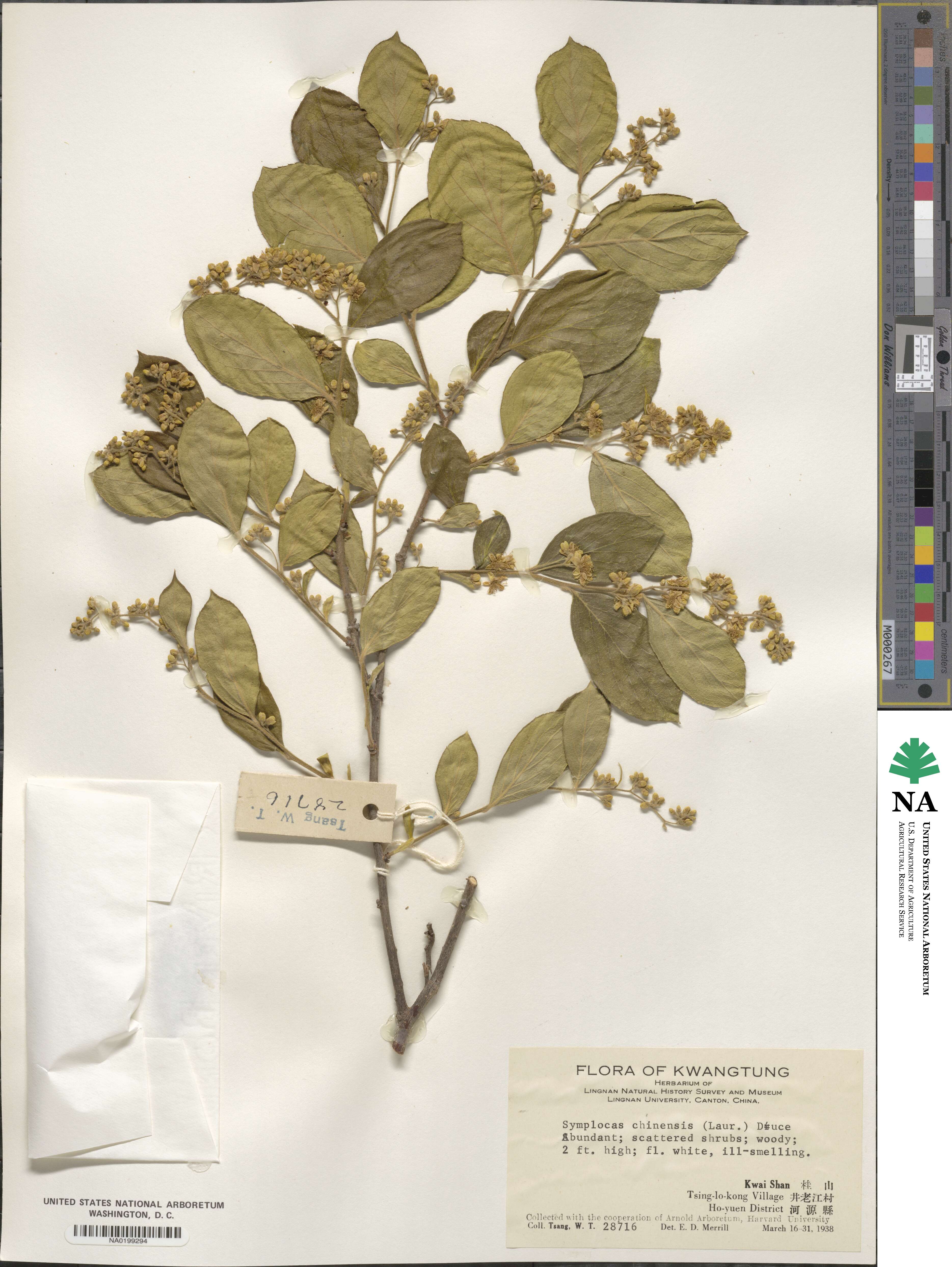 Symplocos paniculata image