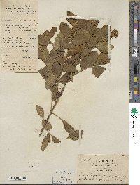 Symplocos paniculata image