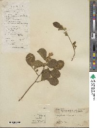 Symplocos paniculata image