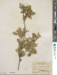 Symplocos paniculata image