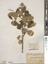 Symplocos paniculata image